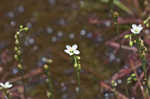 Spoonleaf sundew